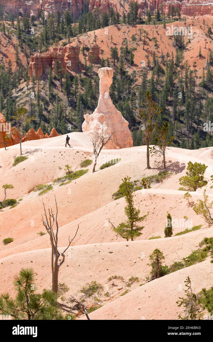 BRYCE CANYON, UTAH - 26 MAGGIO 2012. L'uomo fa escursioni su un sentiero nel paesaggio del Bryce Canyon, Bryce Canyon National Park, Stati Uniti Foto Stock