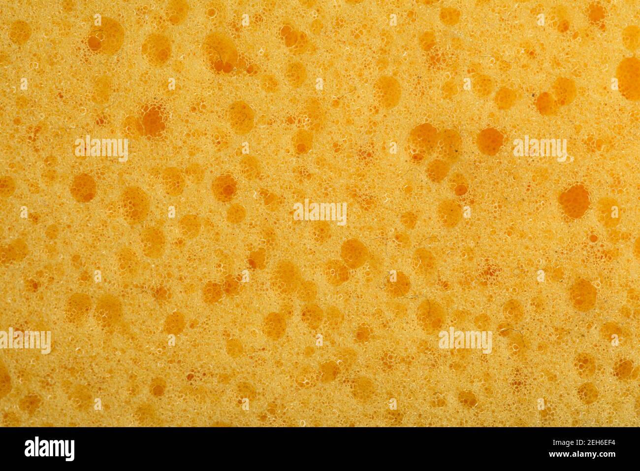 Macro dettagliata di closeup della consistenza della spugna che mostra i fori dettagliati e. struttura Foto Stock