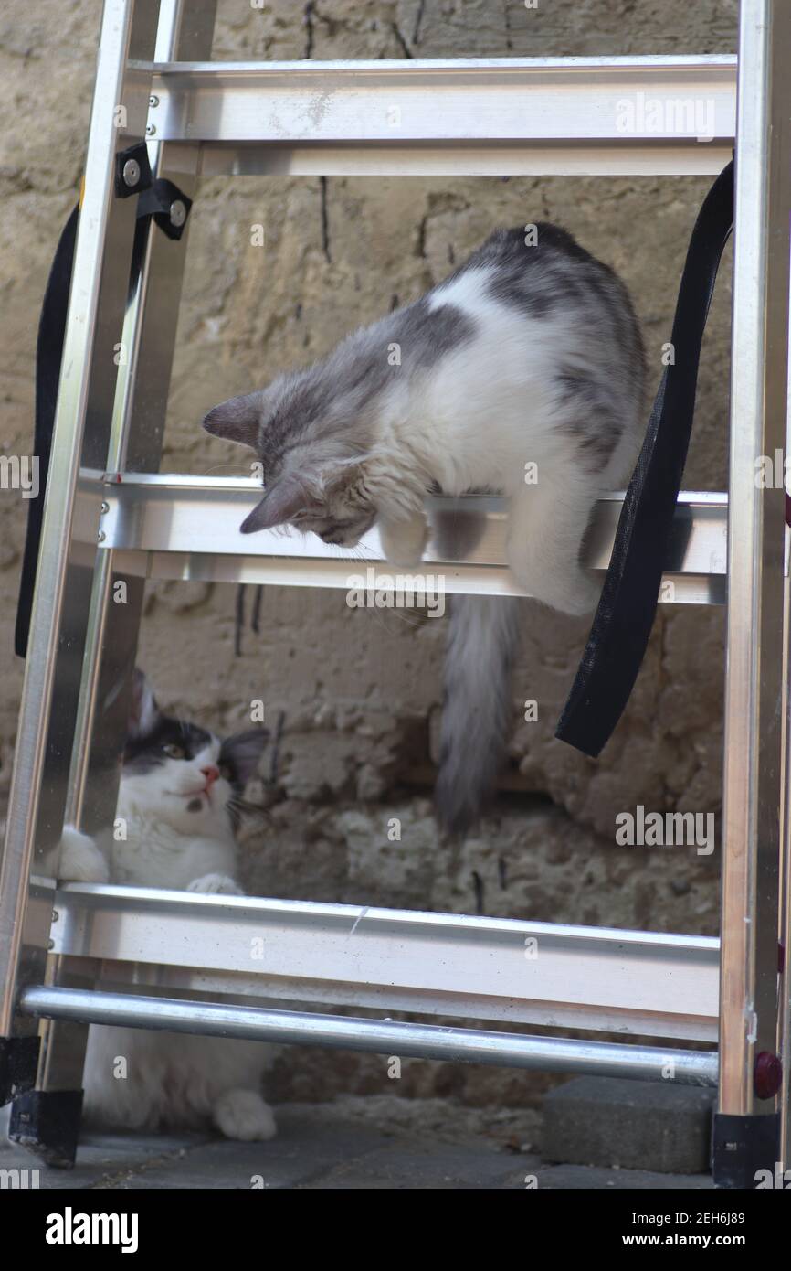 Gatti bianchi e grigi immagini e fotografie stock ad alta risoluzione -  Alamy