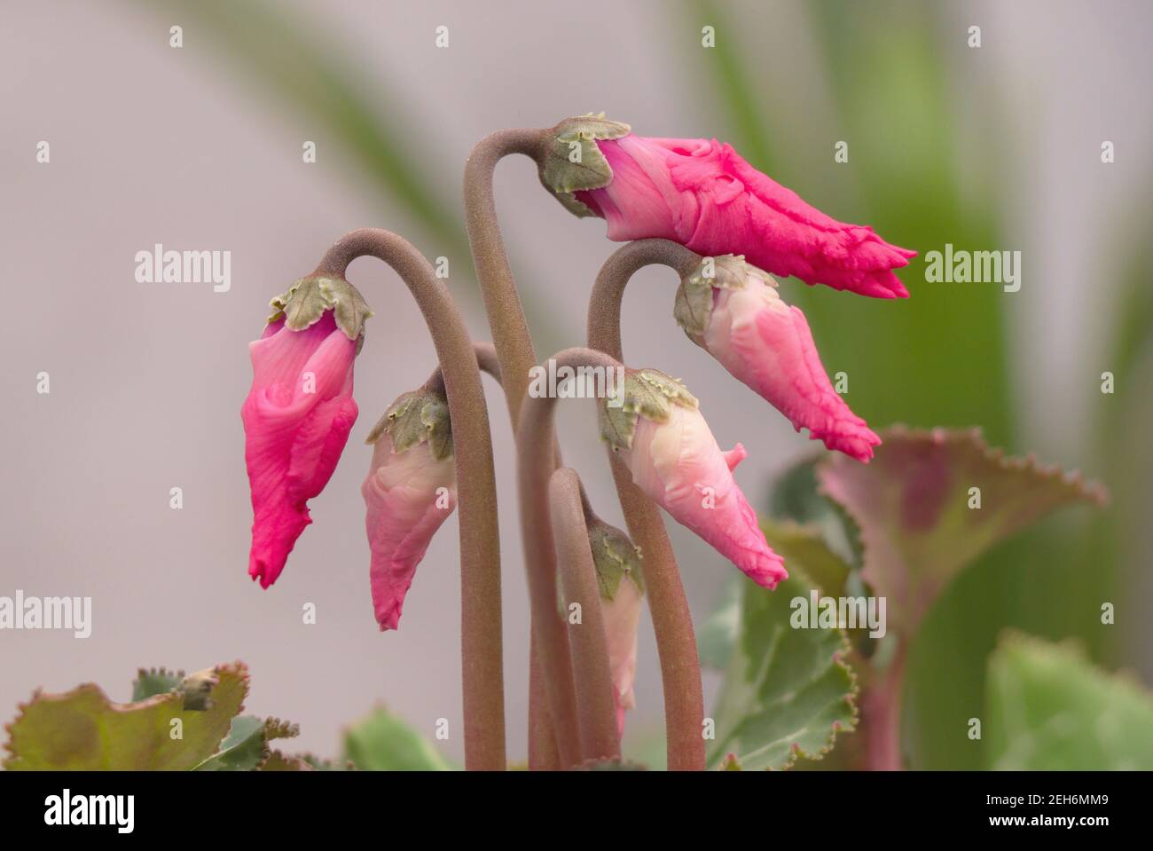 Il ciclamino con i boccioli di fiori non si aprì ancora. Ciclamino prima della fioritura Foto Stock