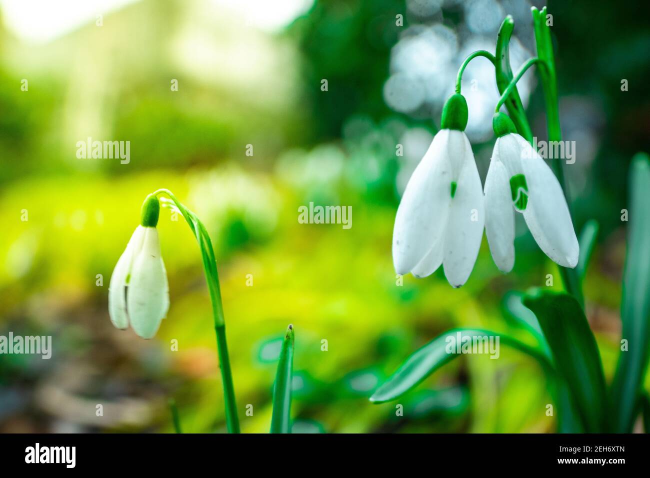 Primi fiori di primavera. Primo piano di fiori spazzaneve che fioriscono in un giardino, i simboli di primavera che ci dicono che l'inverno sta lasciando e abbiamo tempi più caldi davanti. F Foto Stock
