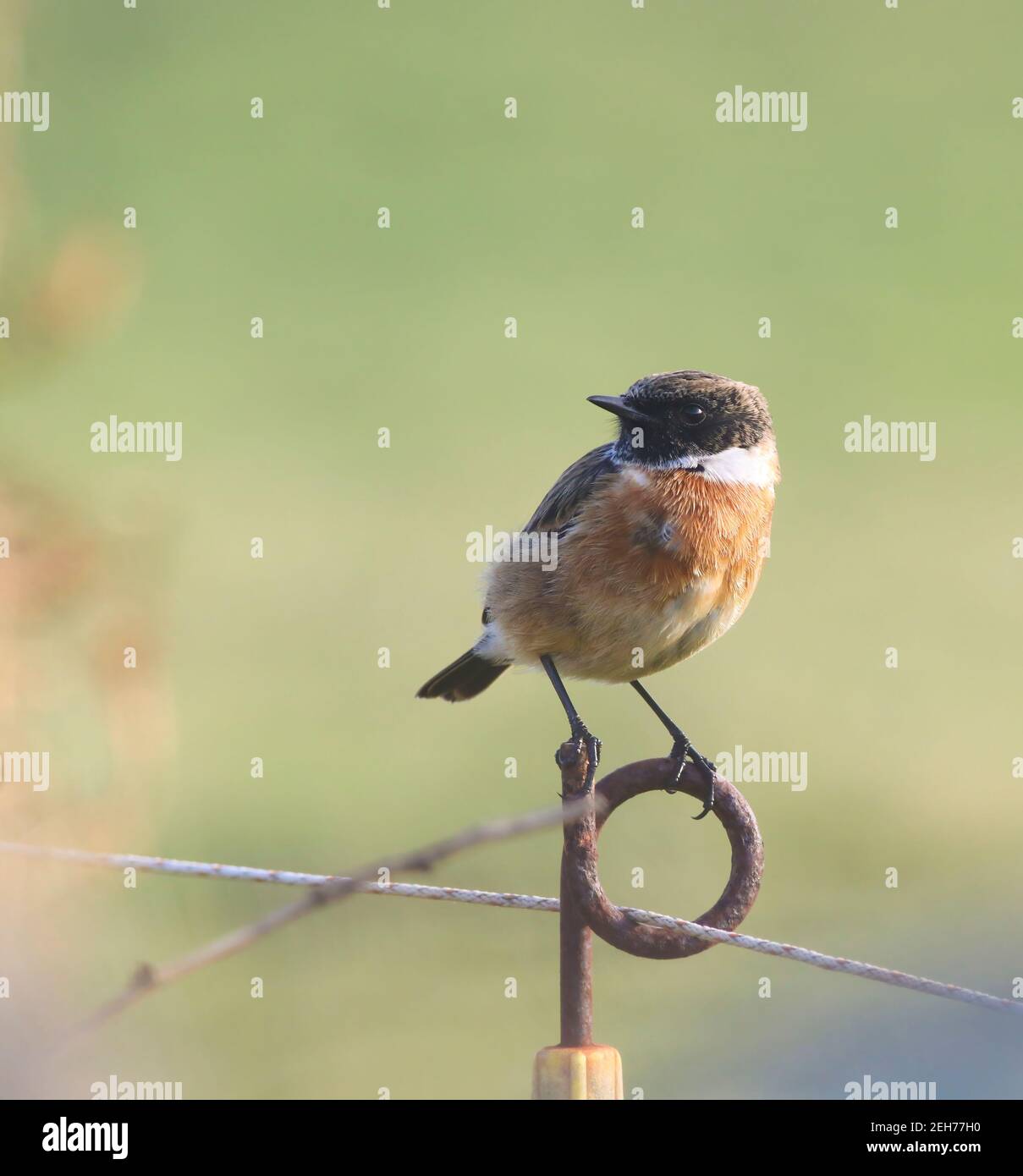 Stonechat mostra bene lungo una linea di recinzione su Tresco, Isola di Scilly Foto Stock