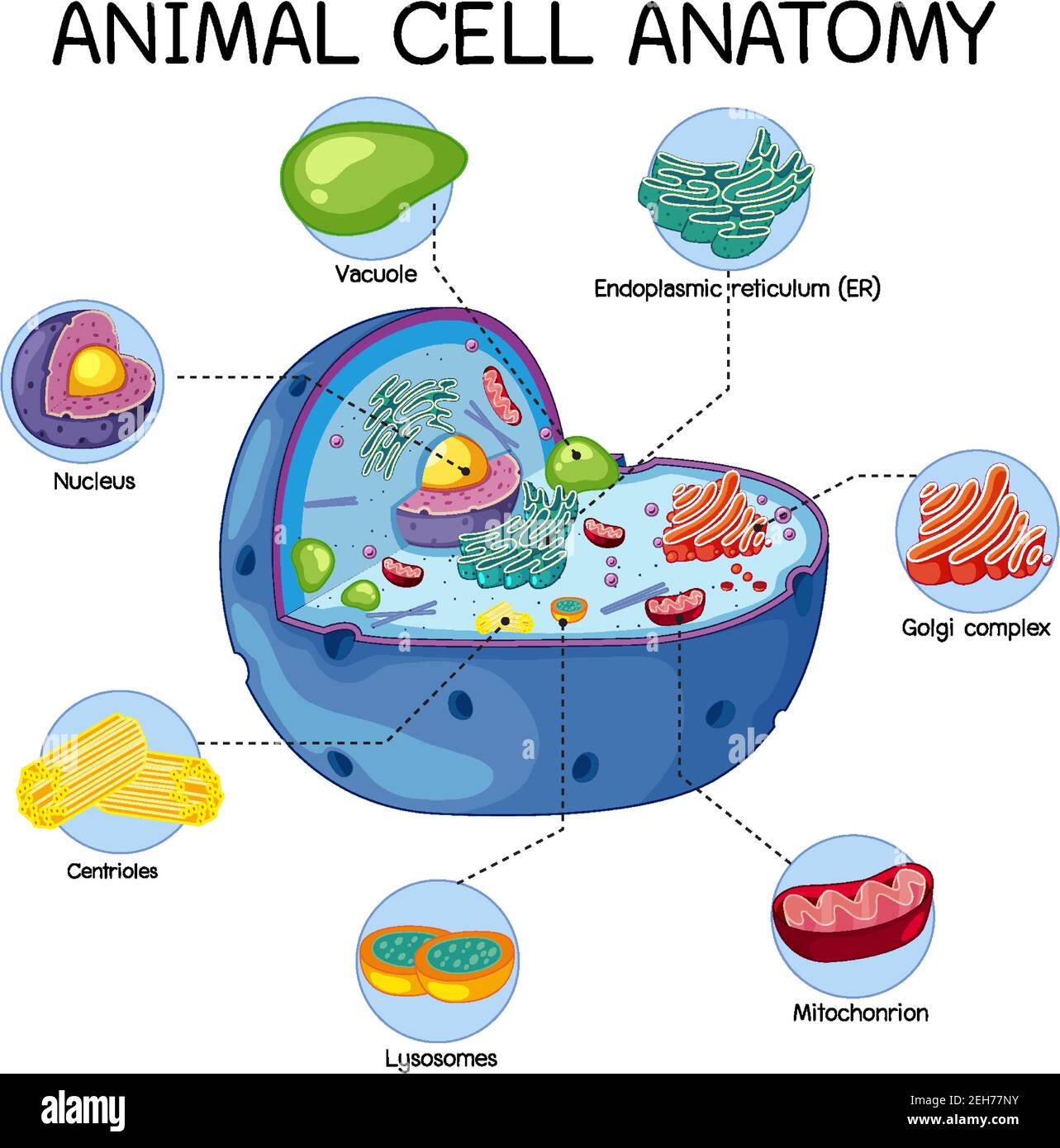 Illustrazione dell'anatomia delle cellule animali (diagramma di biologia) Illustrazione Vettoriale