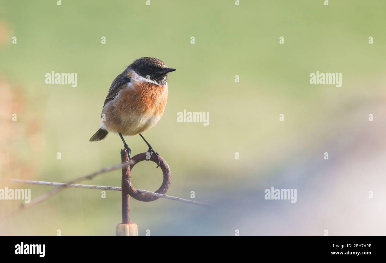 Stonechat mostra bene lungo una linea di recinzione su Tresco, Isola di Scilly Foto Stock