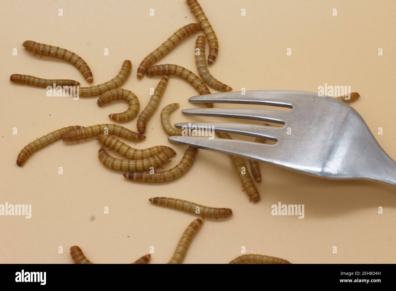 mealworms o tenebrio molitor per il consumo umano entomophogy Foto Stock