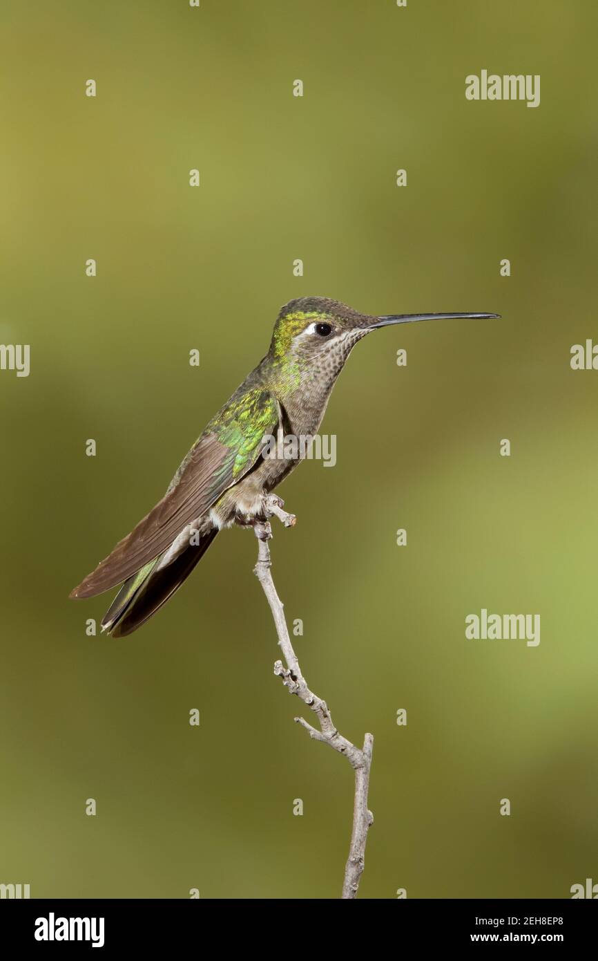 Magnifica femmina di Hummingbird, Eugenes fulgens, arroccato sul ramoscello. Foto Stock