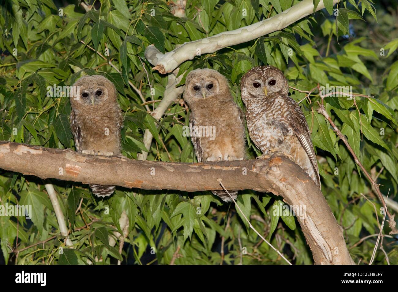 Gufo spotted messicano femmina e due fledglings, Strix occidentalis, arroccato in sycamore albero. Foto Stock