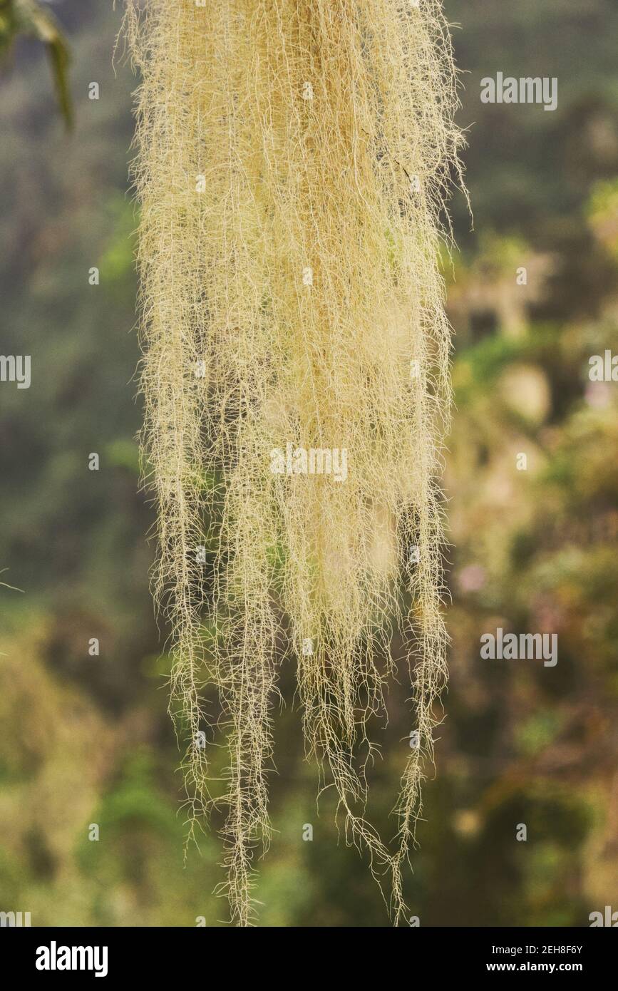 Il lichen della barba di Old mans cresce nella natura selvaggia ai Monti Rwenzori, Uganda Foto Stock