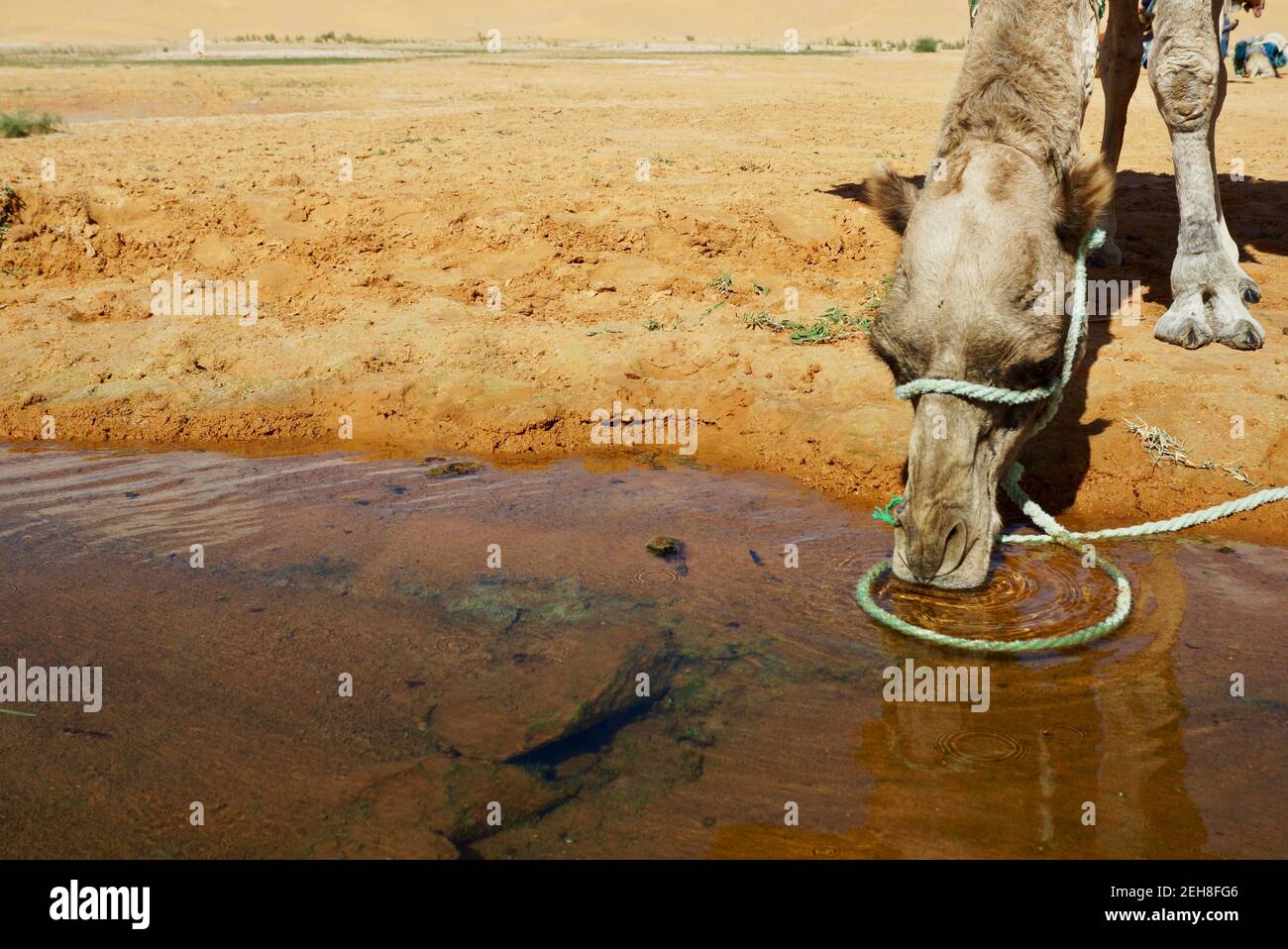 Acqua potabile in cammello dalle sorgenti termali nel deserto Foto Stock