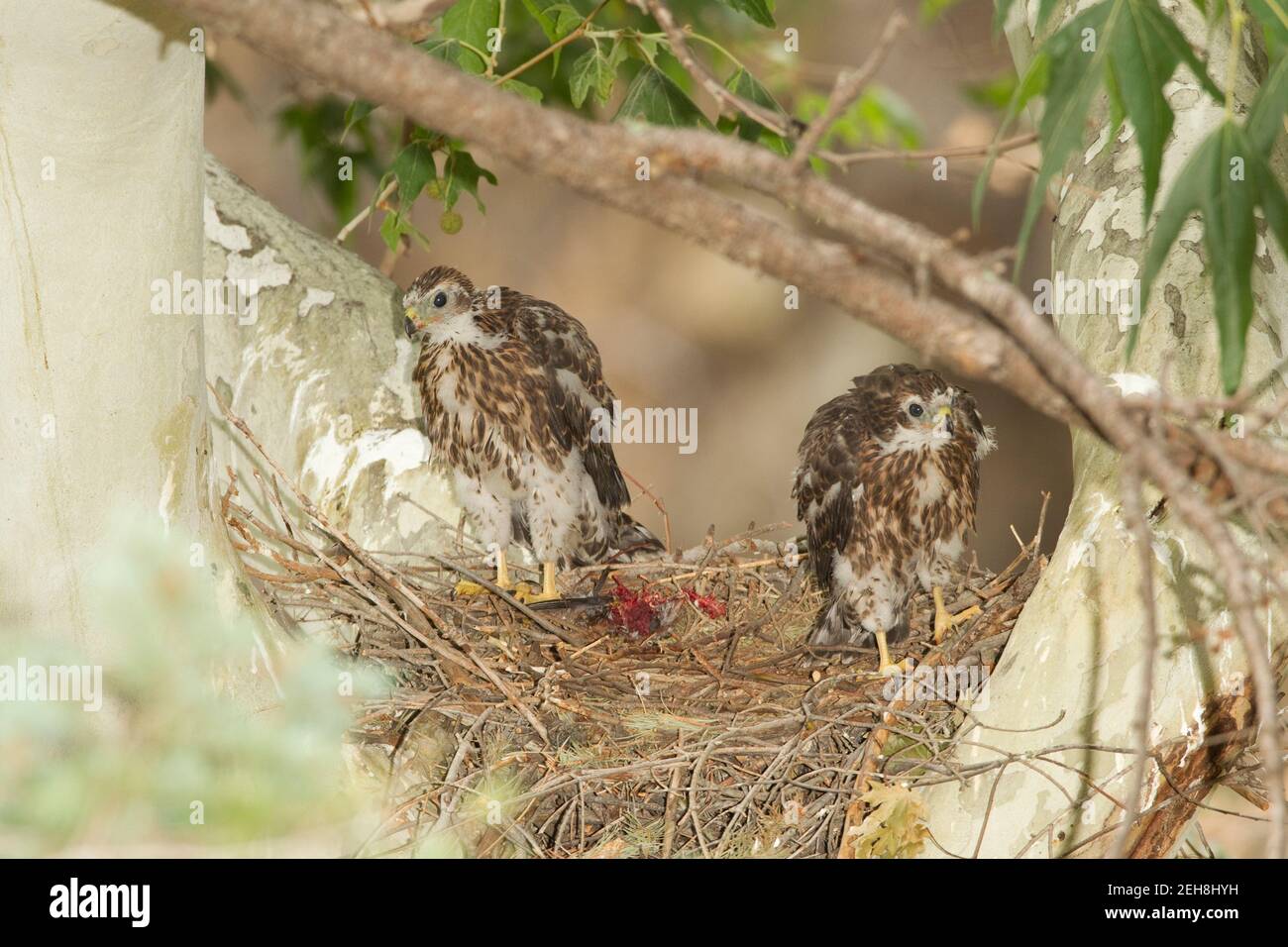 Goshawk settentrionale nestlings, Accipiter gentilis, mangiando uccello al nido in sycamore albero. Foto Stock