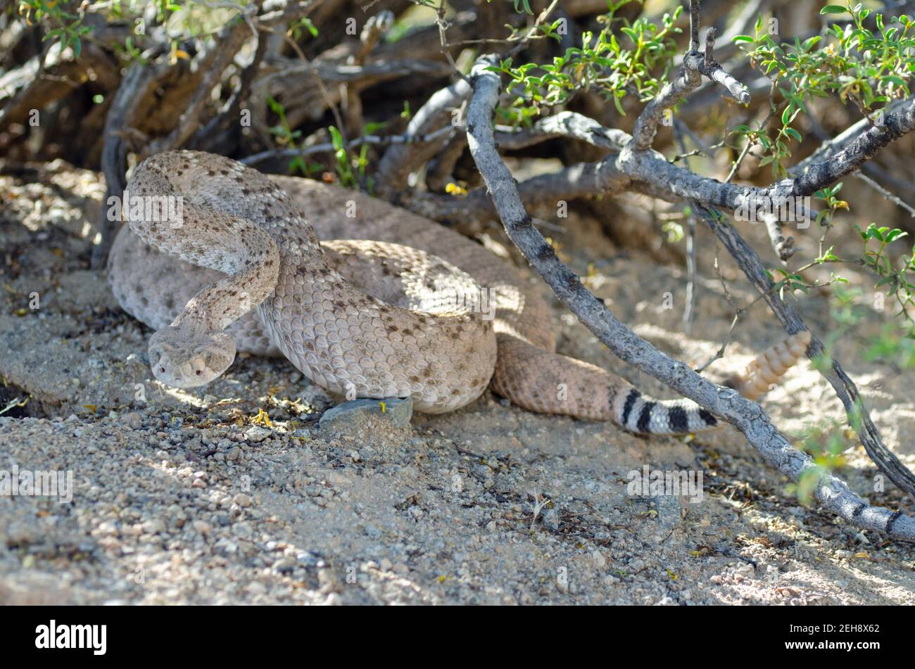 Western Diamondback (Crotalus atrox) Foto Stock