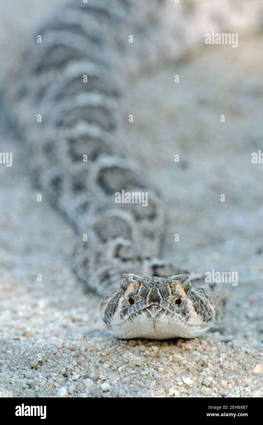 Western Diamondback (Crotalus atrox) Foto Stock