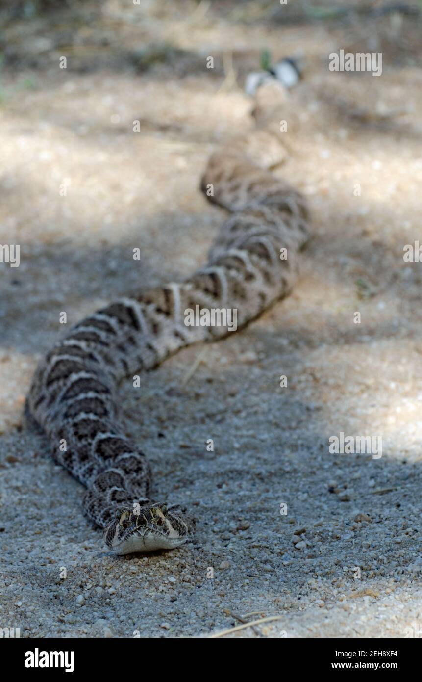Western Diamondback (Crotalus atrox) Foto Stock