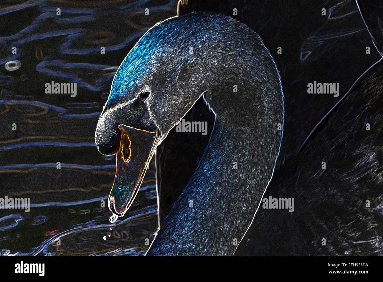Swan adulto con acqua che gocciola dal suo becco. Roundhay Park, Leeds, West Yorkshire, Inghilterra, Regno Unito. (arte digitale) Foto Stock