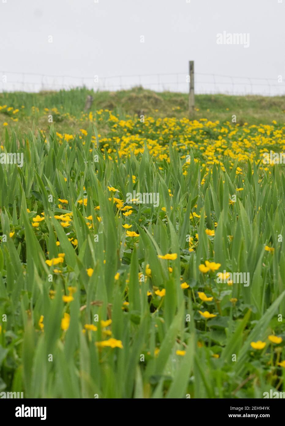 Letto di Iris sulle isole meravigliose di fuori Skerries dentro Shetland Foto Stock