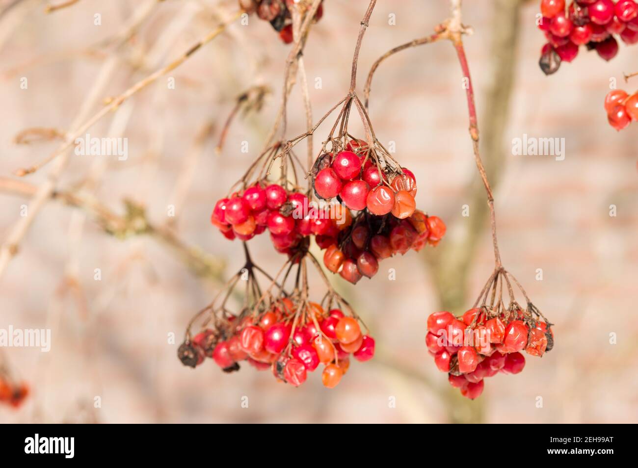 Chiocciole di bacche rosse su un albero senza foglie Foto Stock