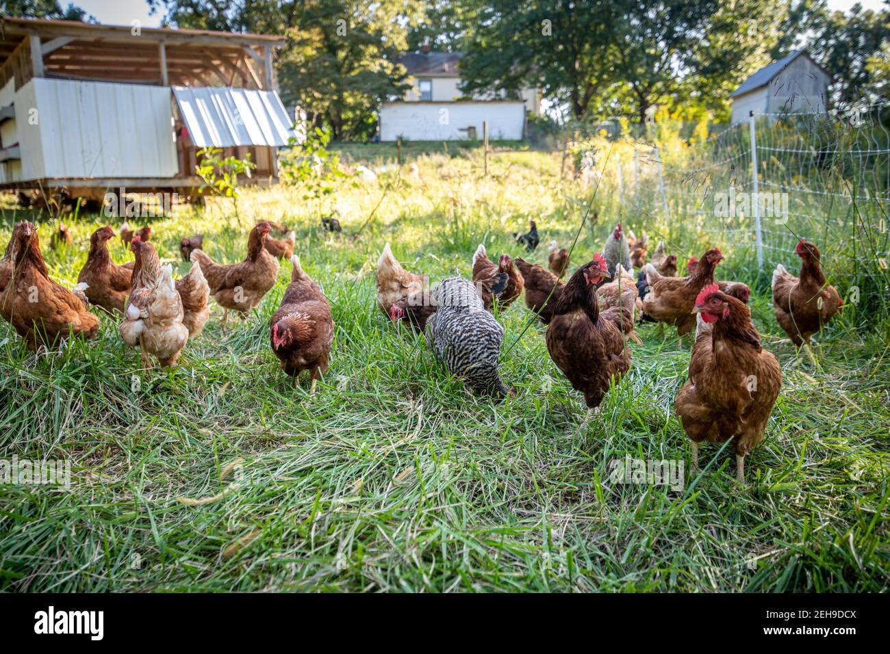 Gregge di polli colorati in una fattoria a Valley Lee, MD Foto Stock