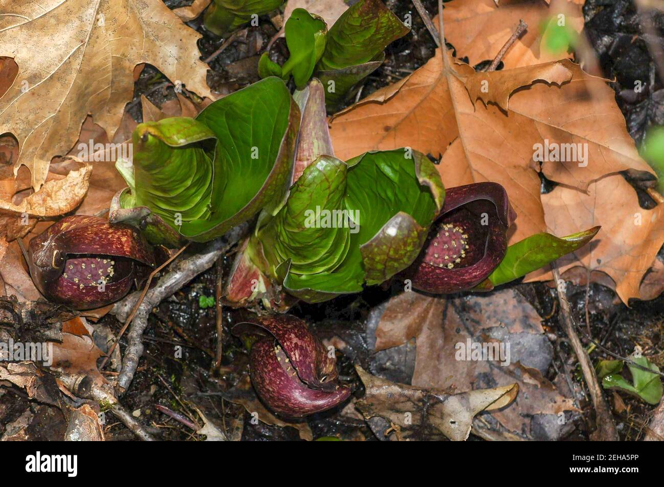 Skunk Cabbage emergente nel tardo inverno Foto Stock