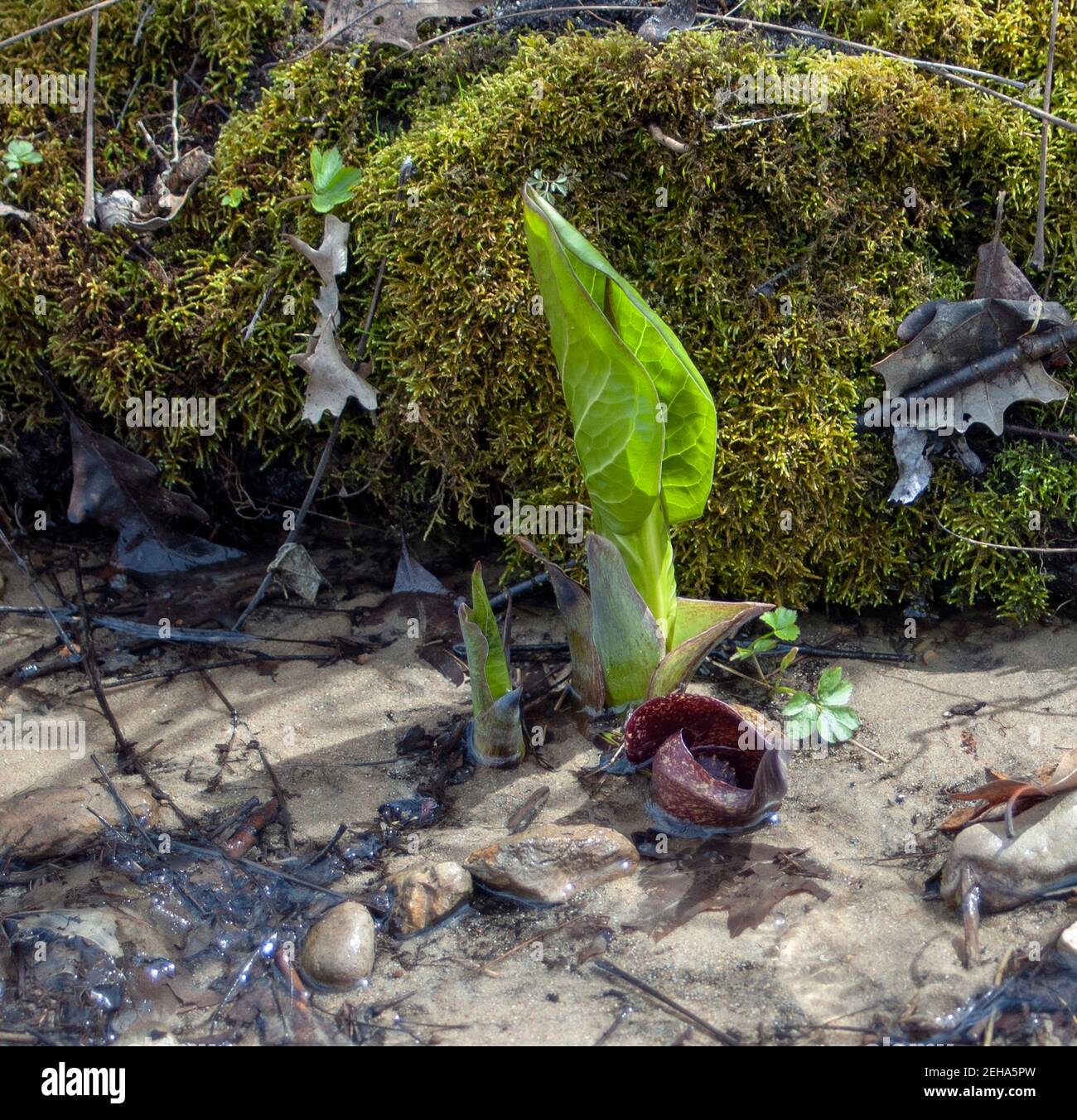 Skunk Cabbage emergente nel tardo inverno Foto Stock