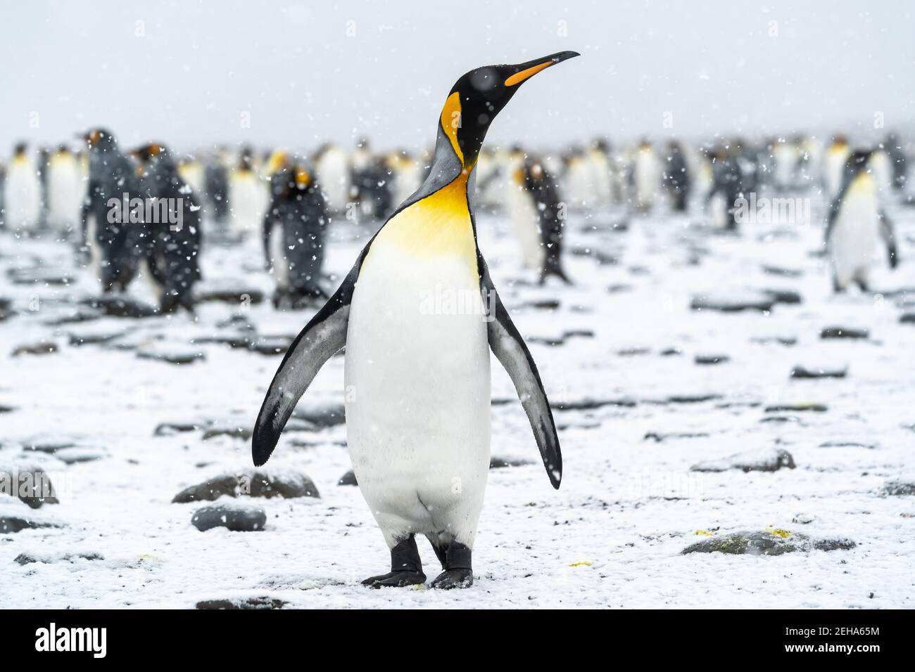 Un pinguino del re si guarda verso il cielo mentre la neve cade dolcemente. Sullo sfondo, altri membri della colonia di pinguini godono anche del raro sno estivo della Georgia del Sud Foto Stock