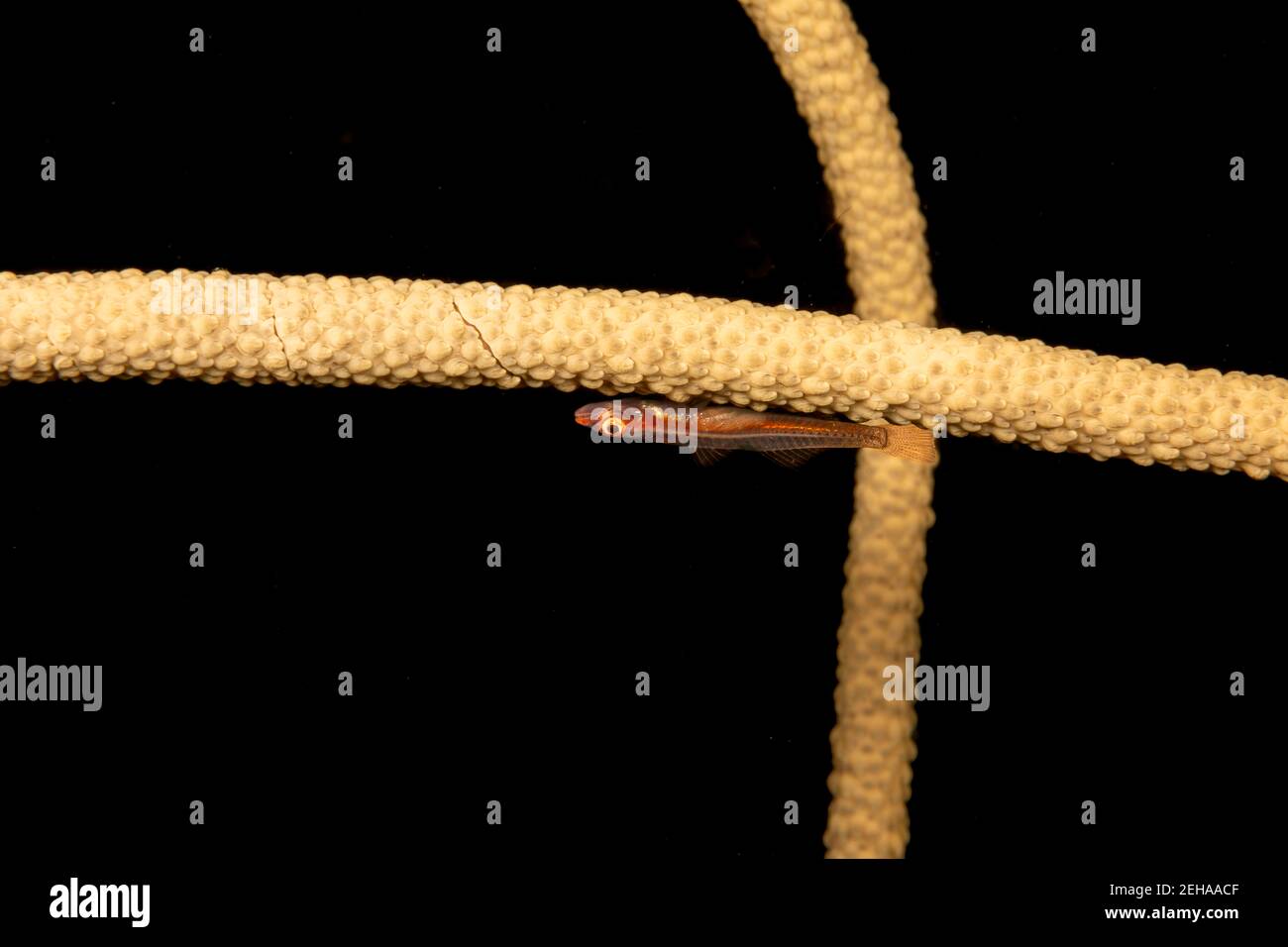 Un gby corallo di frusta, Bryaninops amplus, su corallo di frusta, Junceella fragilis, Yap, Stati federati della Micronesia. Foto Stock