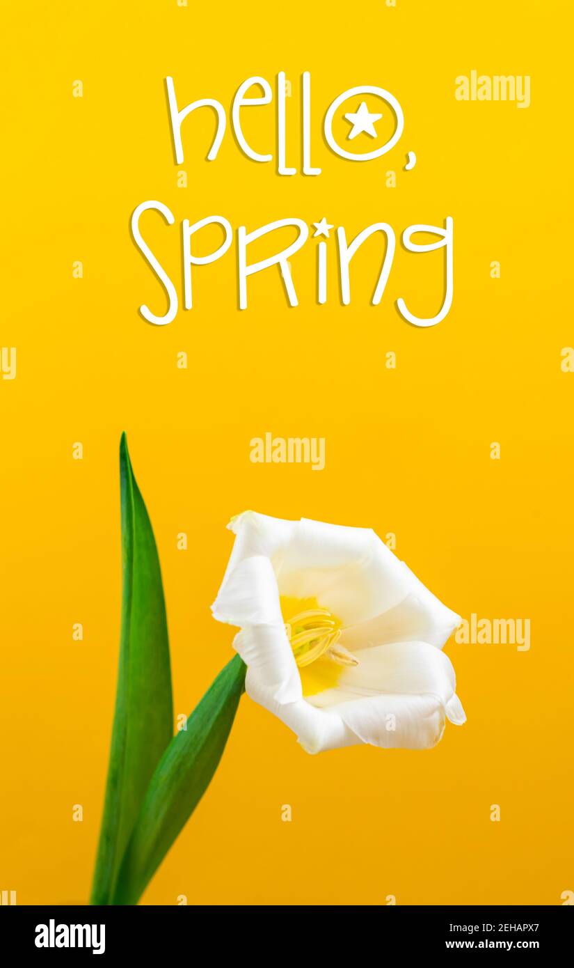 Sfondo di tulipano bianco fiore primavera per la carta e per la vacanza, hello primavera testo, tema giorno donna, foto di colore giallo Foto Stock