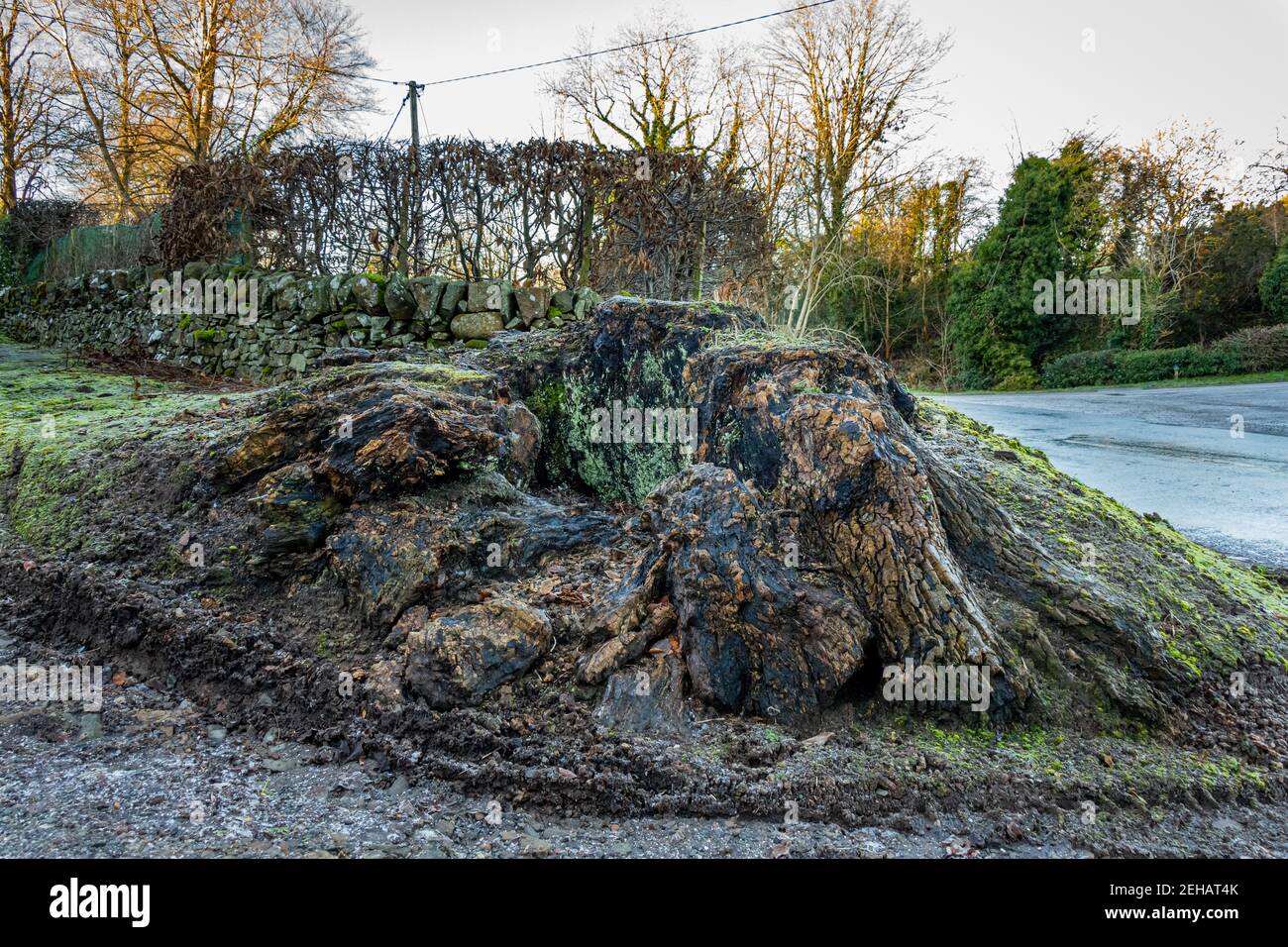Un vecchio ceppo di albero deciduo decomponibile cavo marcio su congelato terreno in inverno Foto Stock