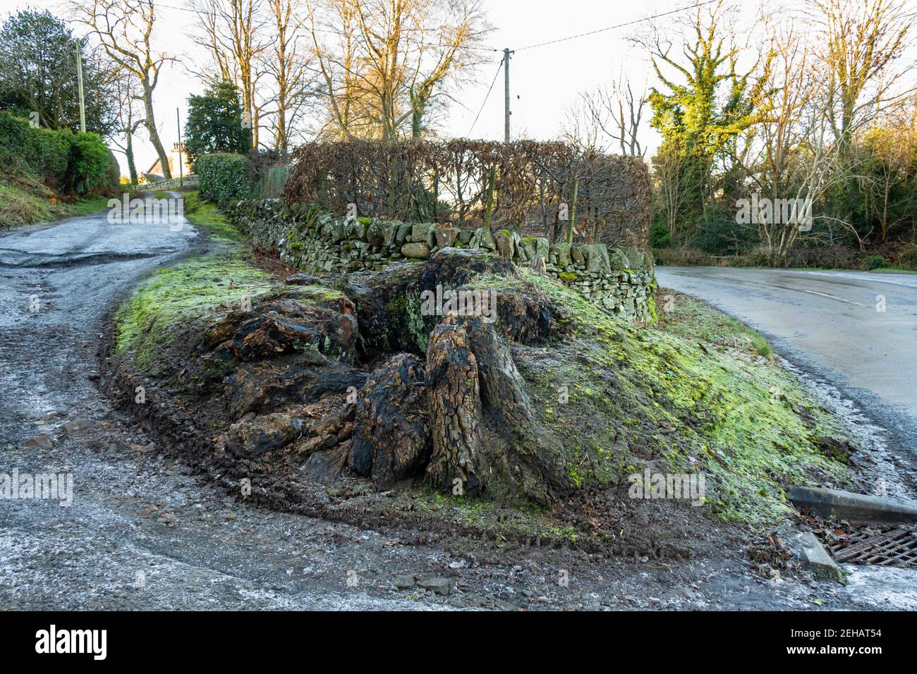 Un vecchio ceppo di albero deciduo decomponibile cavo marcio su congelato terreno in inverno Foto Stock
