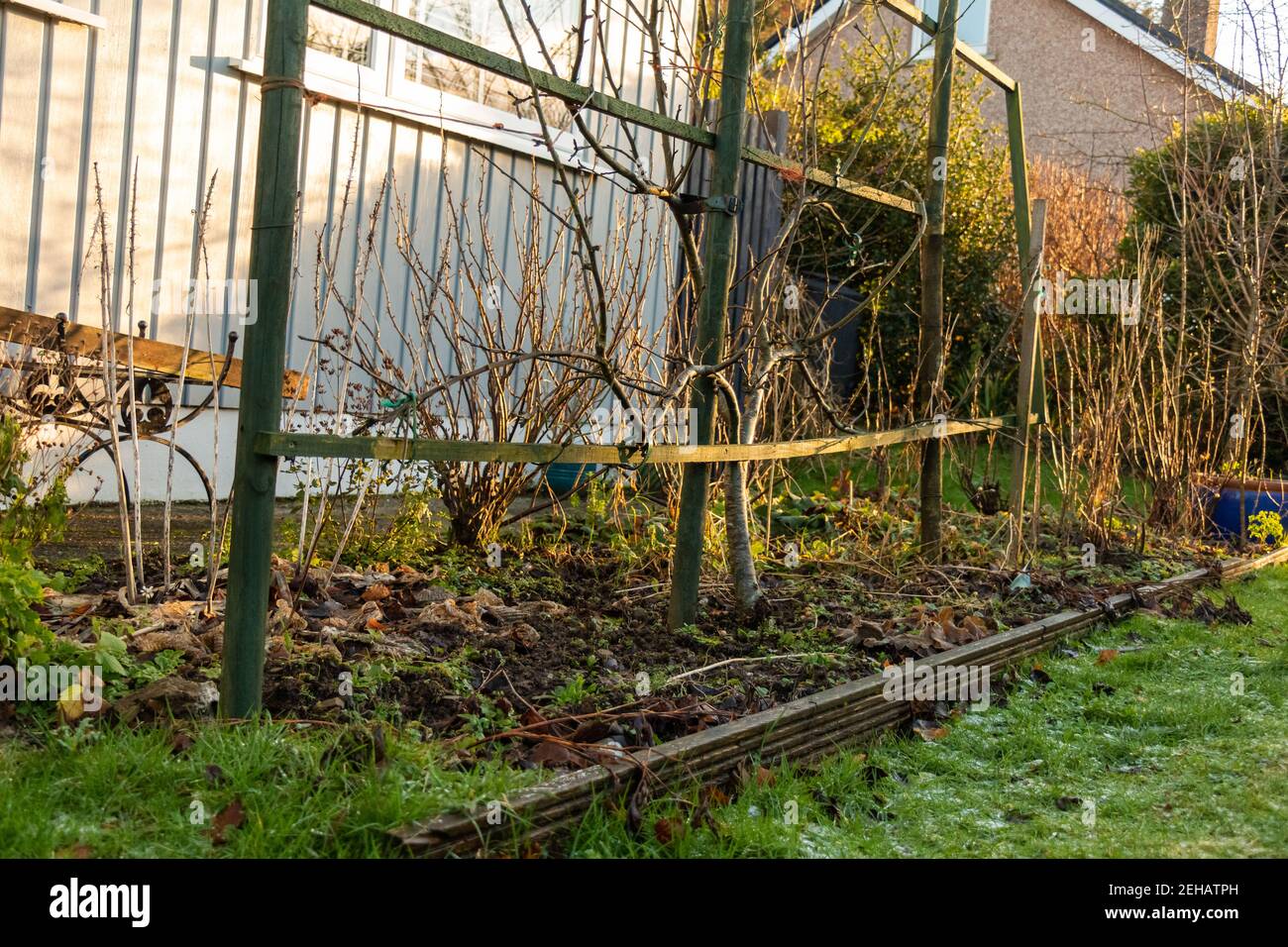 Un letto di fiori da giardino con vecchie piante morenti in inverno con gelo a terra Foto Stock