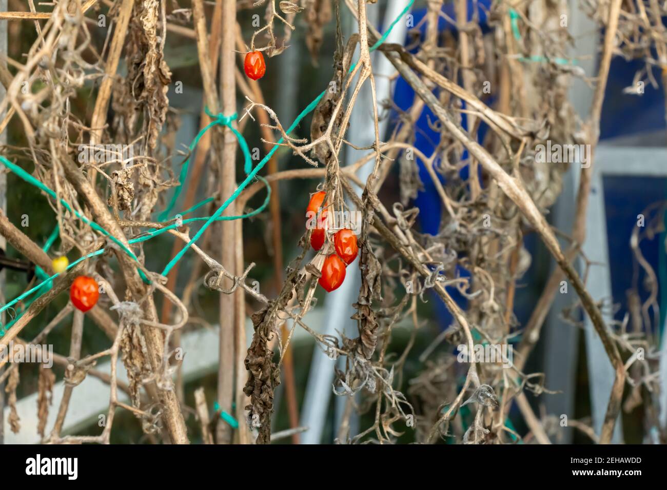 Vecchi morenti riviered su piante di pomodoro in una serra dentro inverno Foto Stock