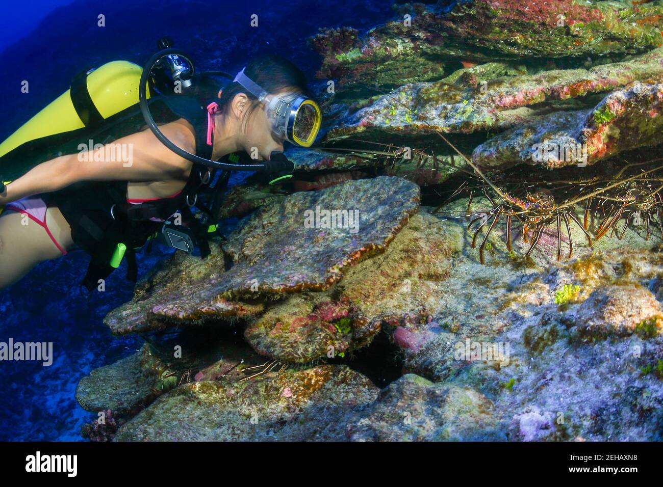 Tuffatore (MR) e aragosta spinosa nel Pacifico meridionale al largo dell'isola di Rarotonga, nelle Isole Cook. Foto Stock