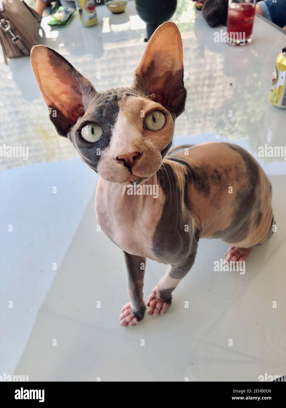 Ritratto di un simpatico gatto sfinge canadese con un attento guarda seduto sul tavolo bianco Foto Stock