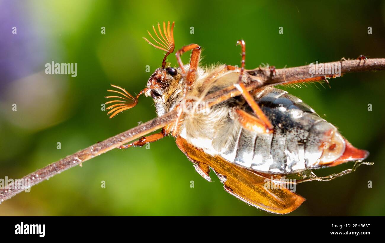 Cockchafer - May Beetle - May bug - macro close Lato su giù - (Melolonthidae) Foto Stock