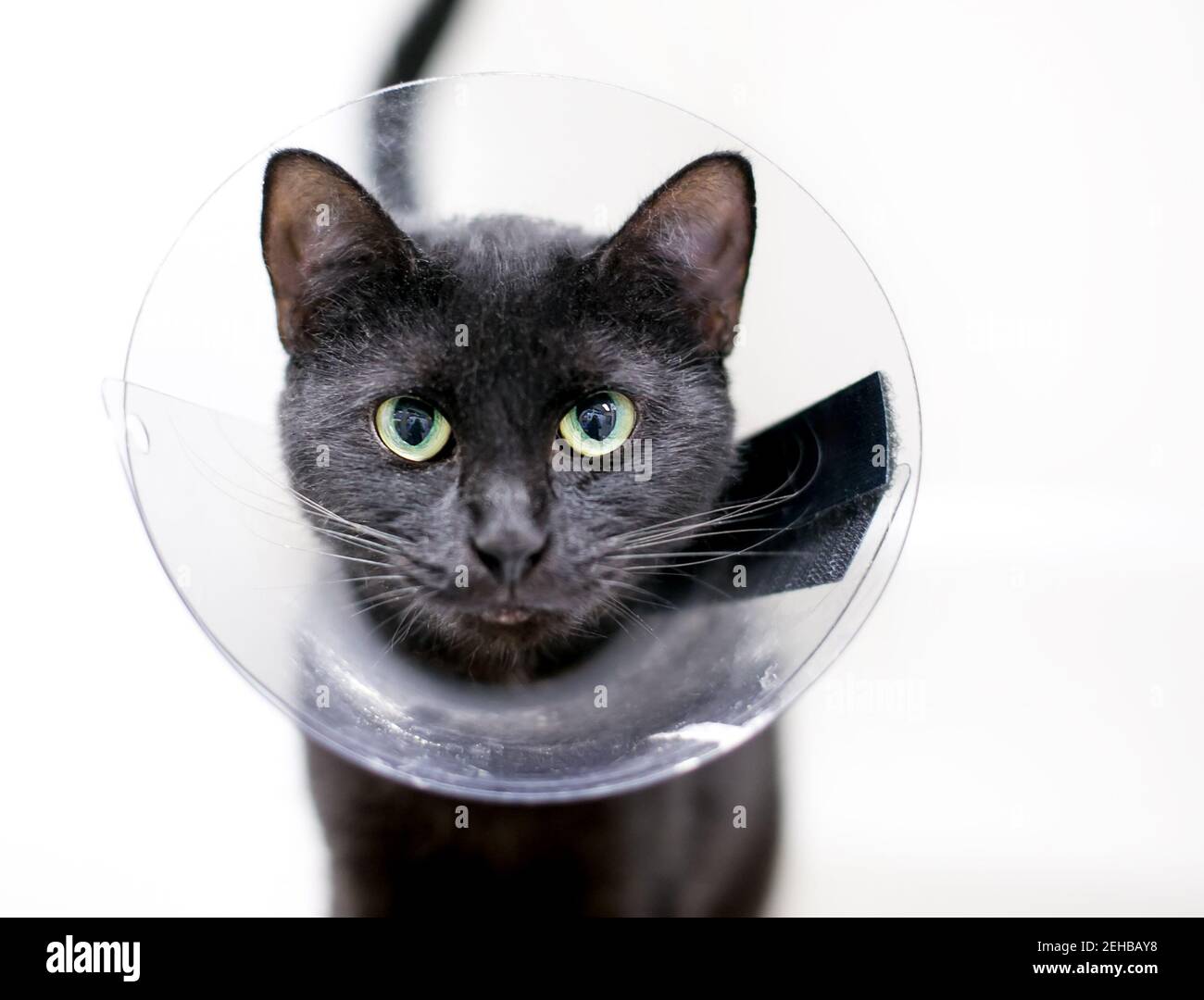 Un gatto nero shorthair con occhi verdi e pupille dilatate, indossando un colletto protettivo a cono dopo l'intervento chirurgico Foto Stock