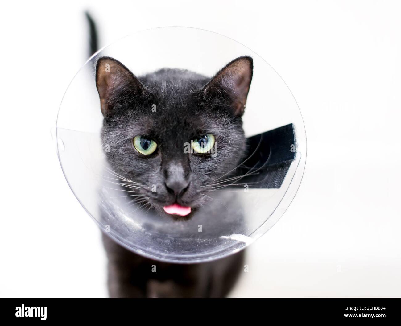 Un gatto nero shorthair con occhi verdi e pupille dilatate, indossando un colletto protettivo a cono dopo l'intervento chirurgico e attaccando la lingua fuori Foto Stock
