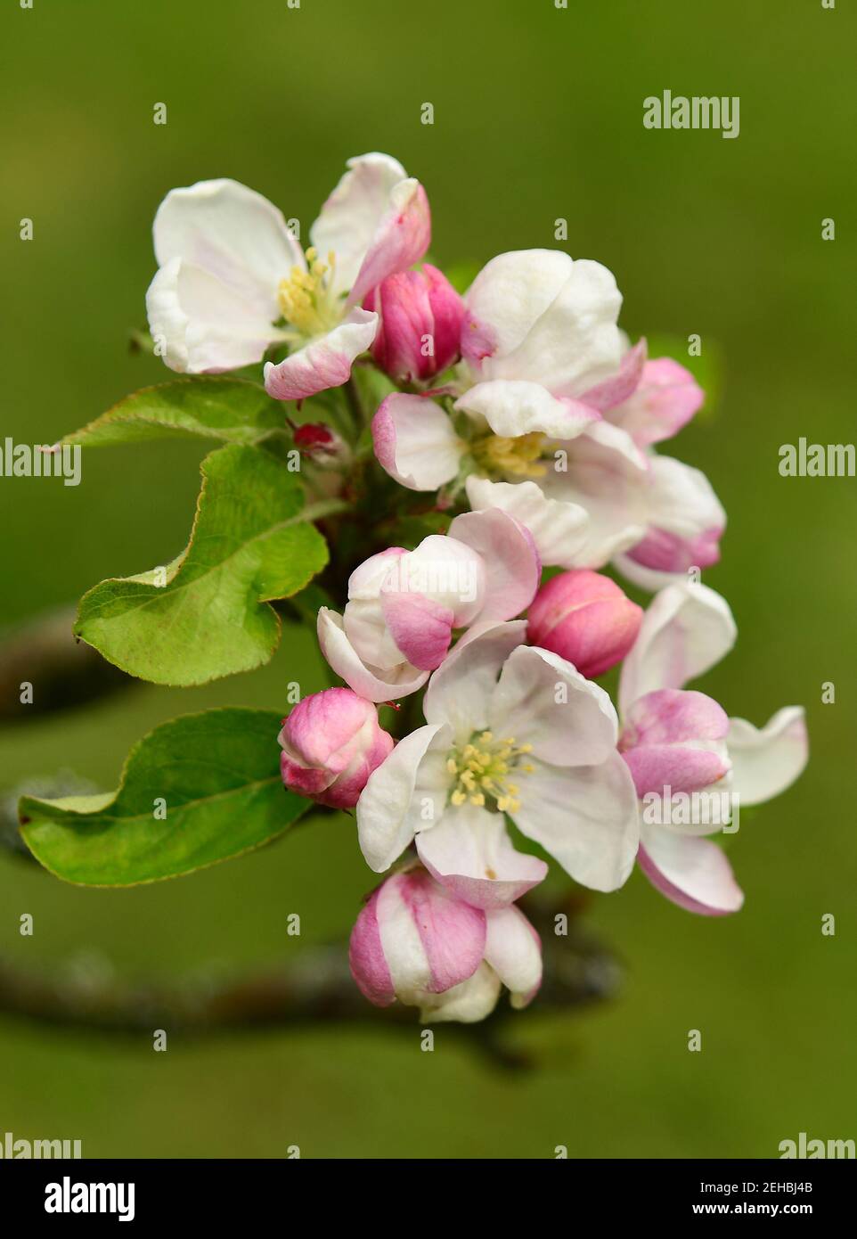 Albero di mela in fiore Foto Stock