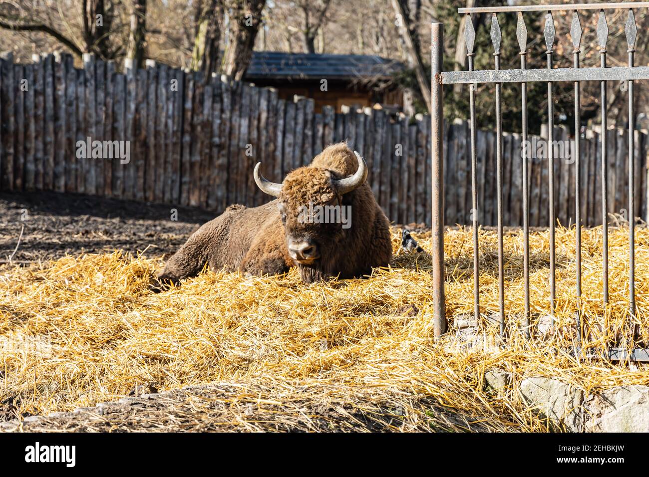 Il bonasus bisonte grande con filo giace su paglia gialla secca Foto Stock Il bonasus bisonte grande con filo giace su paglia gialla secca Foto Stock
