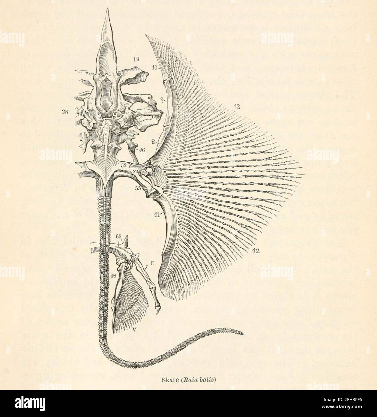 Anatomia di Owen di Vertebrati Vol 1 Fig 64Skate. Foto Stock