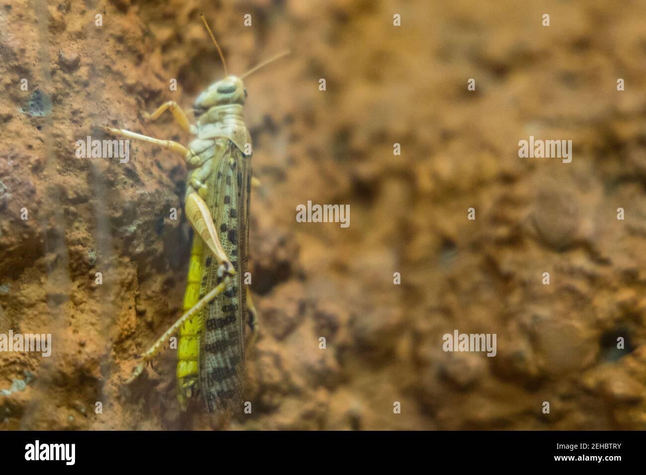 Piccole Locuste Ascididae seduta sulla roccia Foto Stock