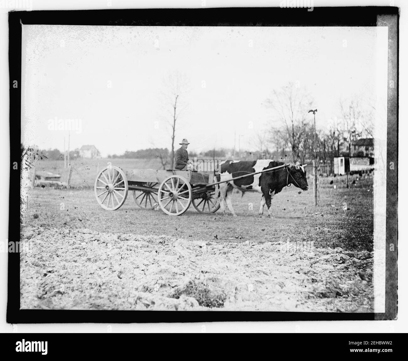 Ox carro di tiro Foto Stock