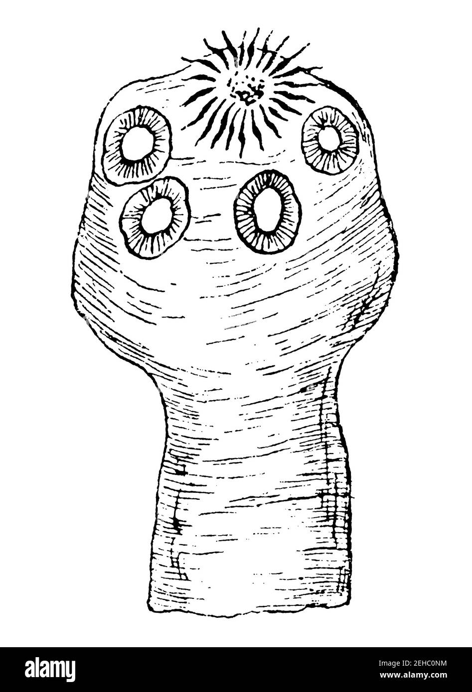 Scolex (testa) di Taenia solium. Illustrazione del 19 ° secolo. Germania. Sfondo bianco. Foto Stock