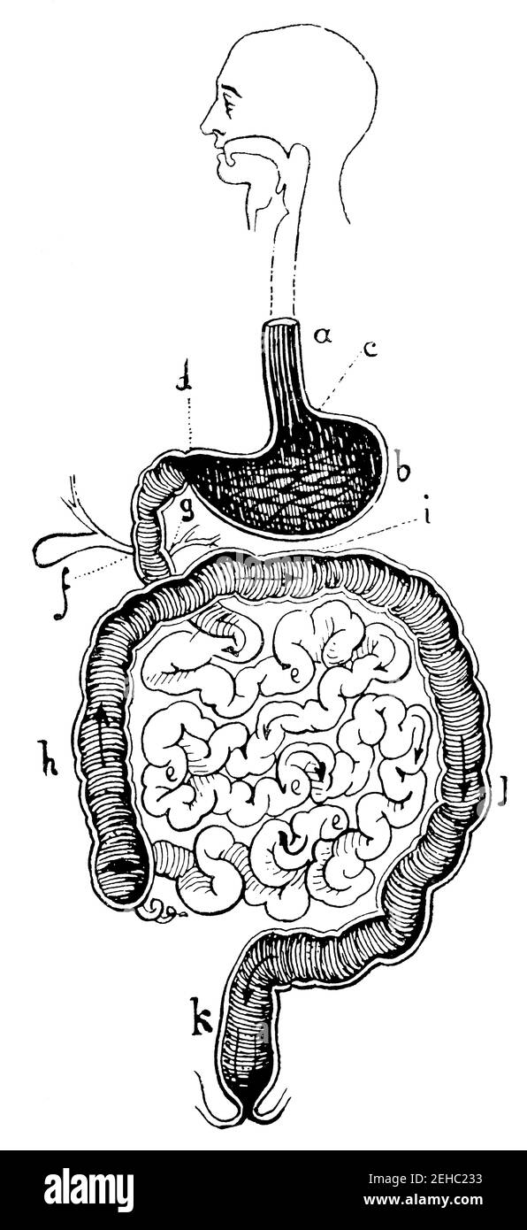 Apparato digerente umano. Illustrazione del 19 ° secolo. Germania. Sfondo bianco. Foto Stock