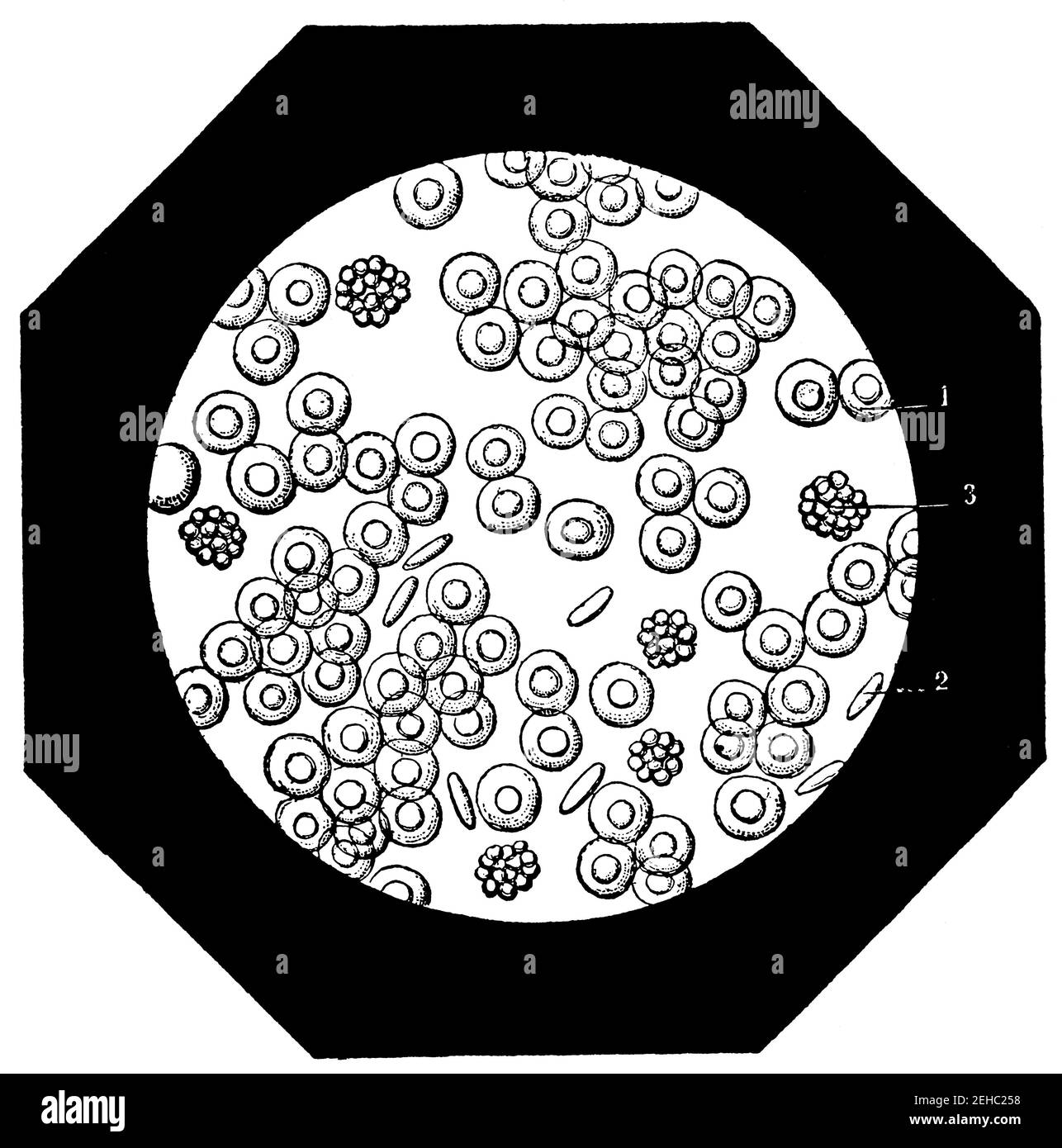 Le cellule del sangue umano, viste al microscopio, sono ingrandite in media 600 volte. Illustrazione del 19 ° secolo. Germania. Sfondo bianco. Foto Stock