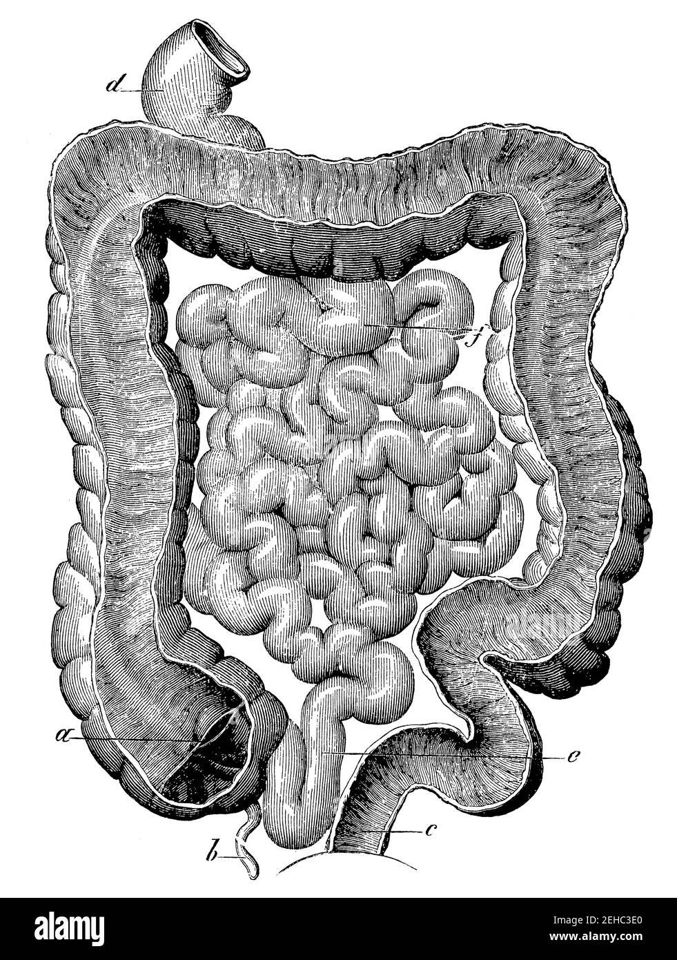 Canale intestinale umano. Illustrazione del 19 ° secolo. Germania. Sfondo bianco. Foto Stock