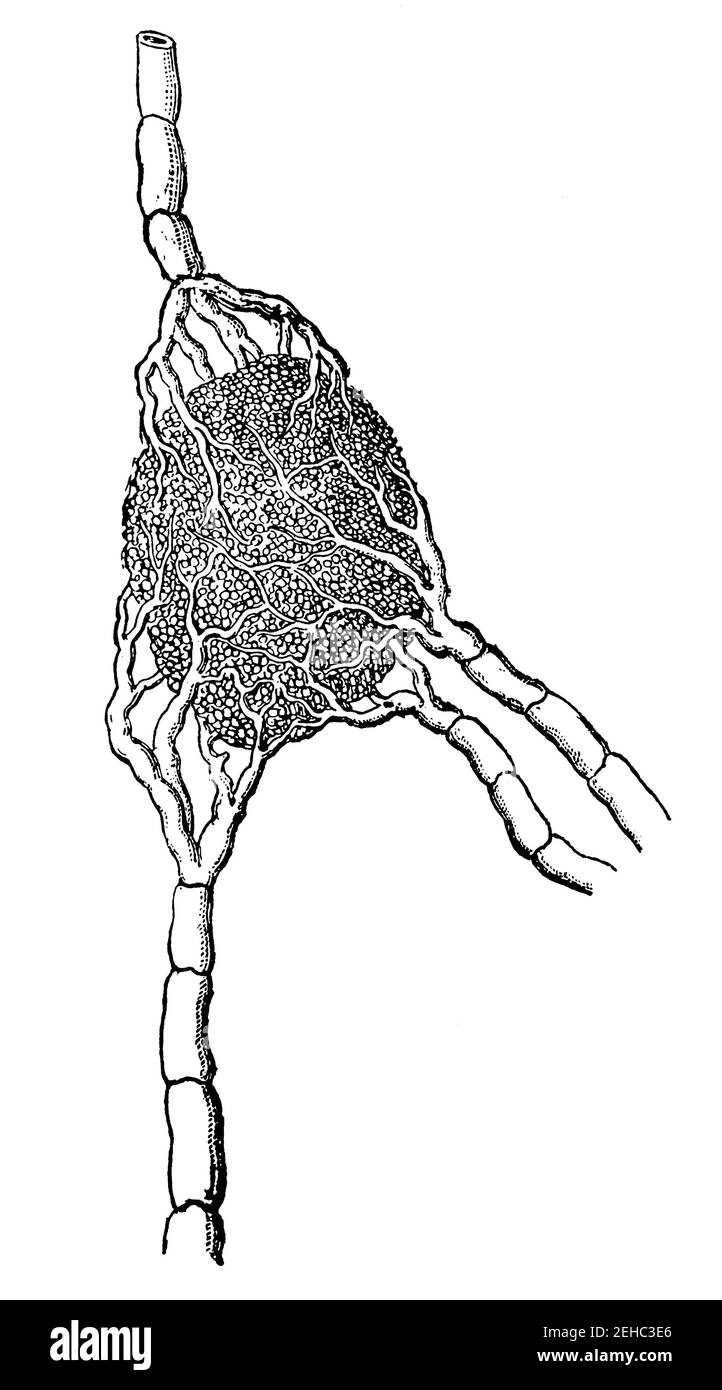 Ghiandola linfonoidea con i suoi serbatoi di alimentazione e scarico. Illustrazione del 19 ° secolo. Germania. Sfondo bianco. Foto Stock