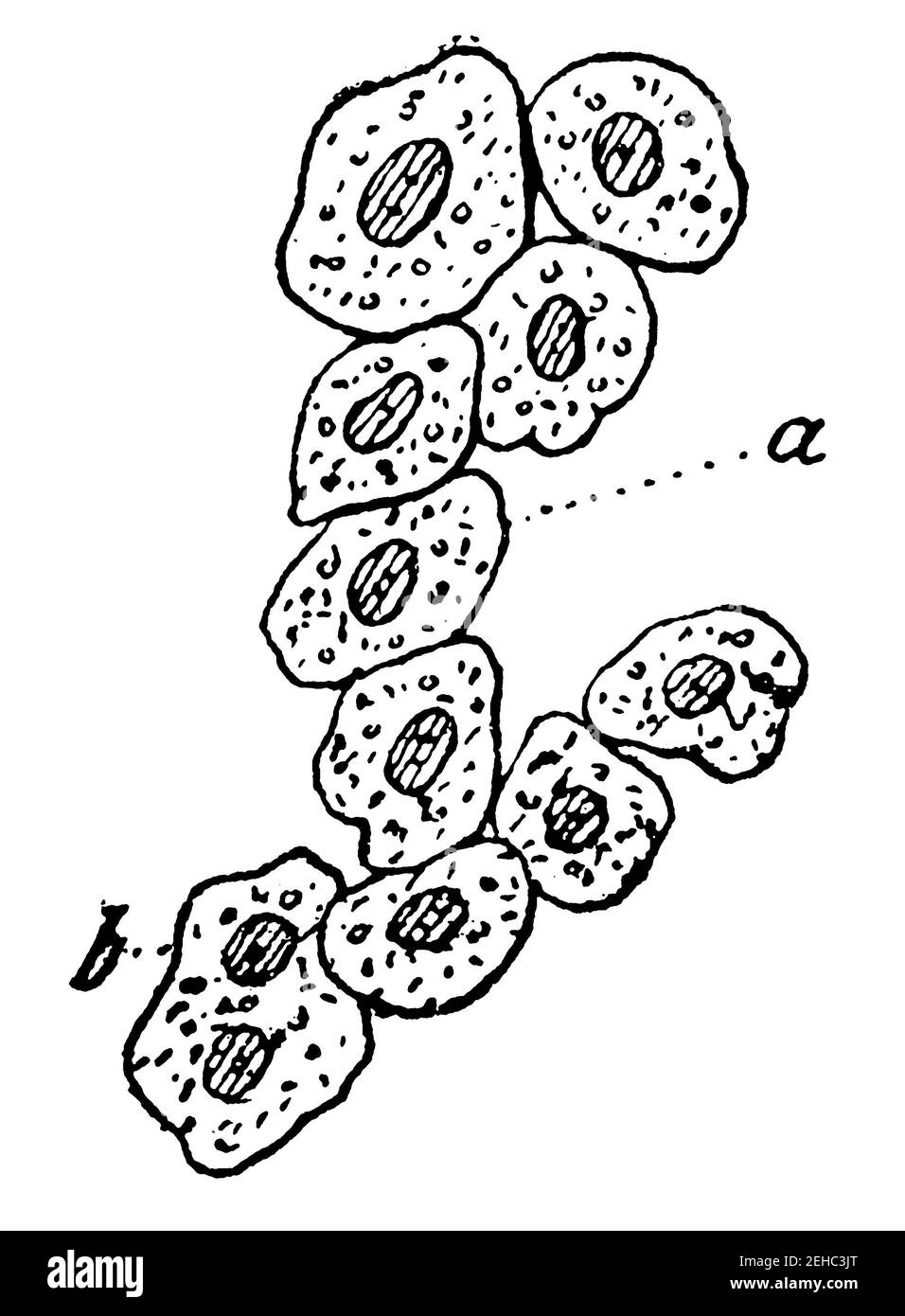 Cellule epatiche umane. Illustrazione del 19 ° secolo. Germania. Sfondo bianco. Foto Stock