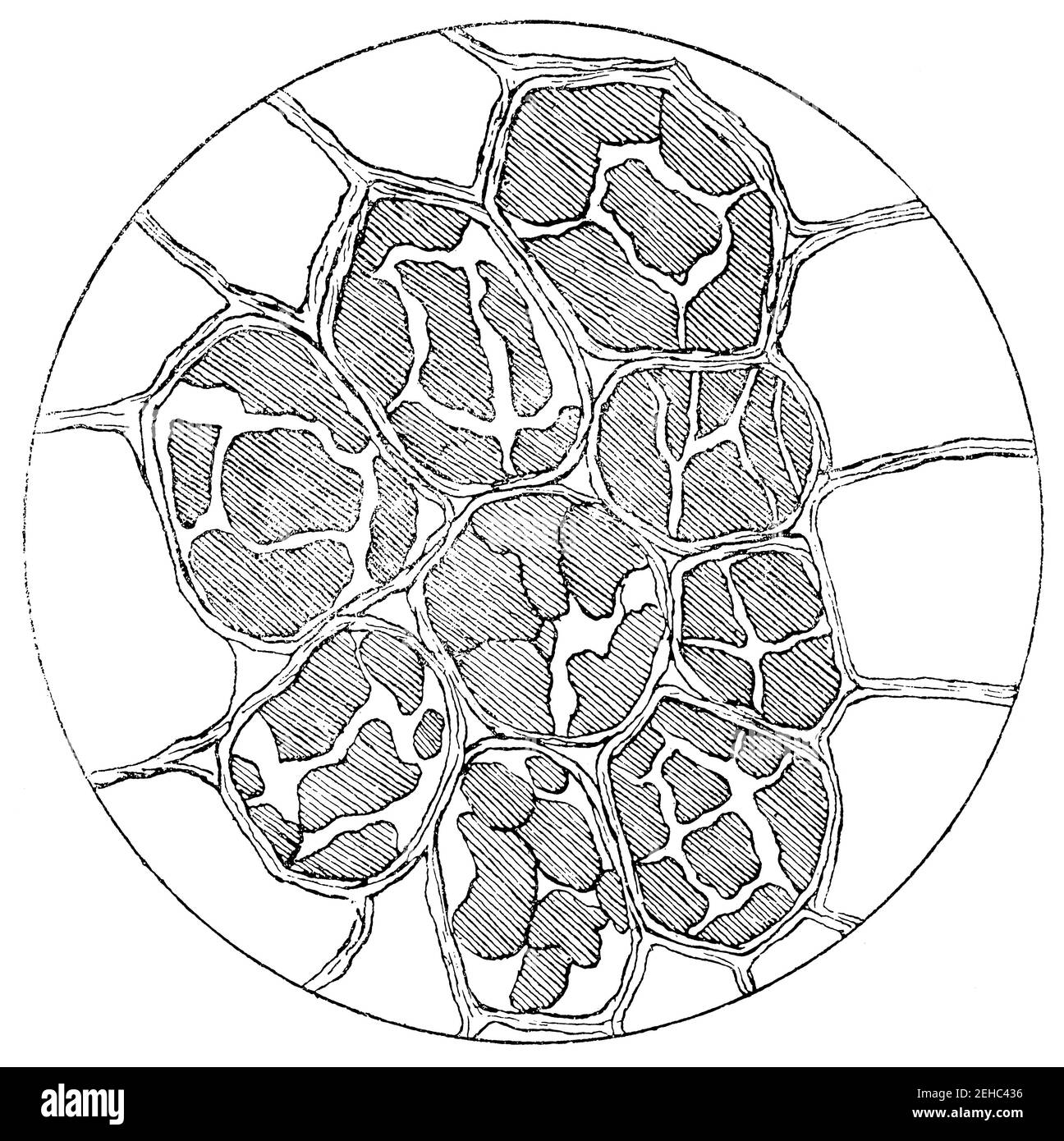 Patate. Cellule di una patata bollite con acqua per 1/2 ore. Farina di amido semi-rigonfi. Illustrazione del 19 ° secolo. Germania. Sfondo bianco. Foto Stock