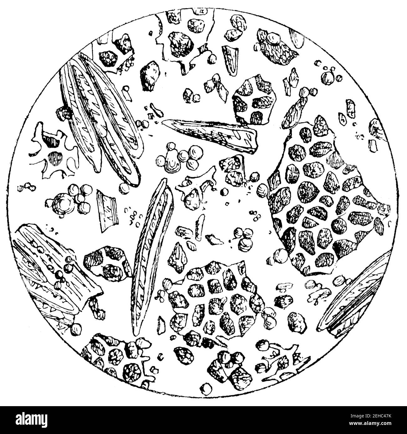 Caffè macinato. Vista sotto un microscopio. Illustrazione del 19 ° secolo. Germania. Sfondo bianco. Foto Stock