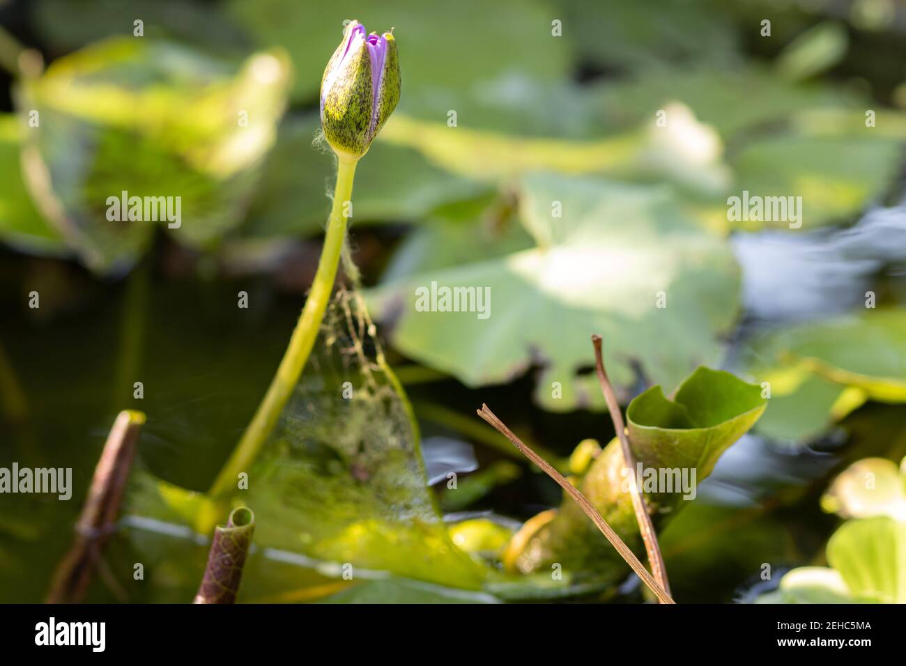 Il fiore chiuso di giglio d'acqua in uno stagno. Foto Stock