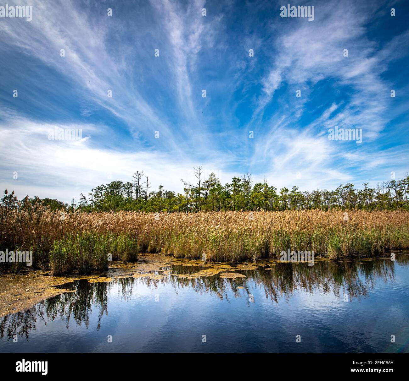 Riserva naturale di Blackwater Foto Stock